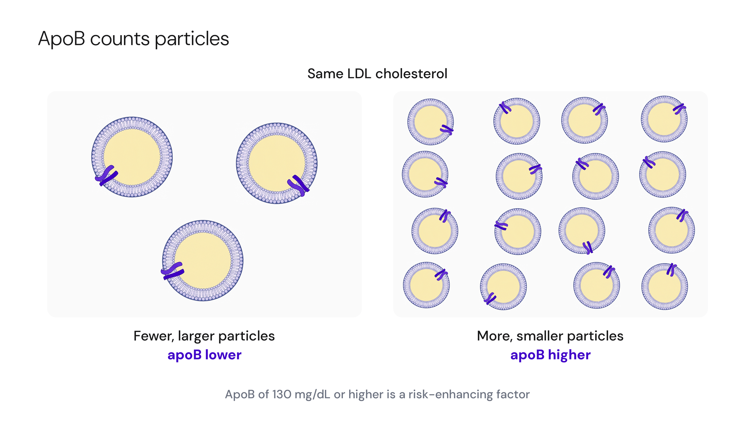 Two panels with the same LDL cholesterol compare three large LDL particles with sixteen small ones, and each particle carries one purple apoB marker. More, smaller particles means a higher apoB.