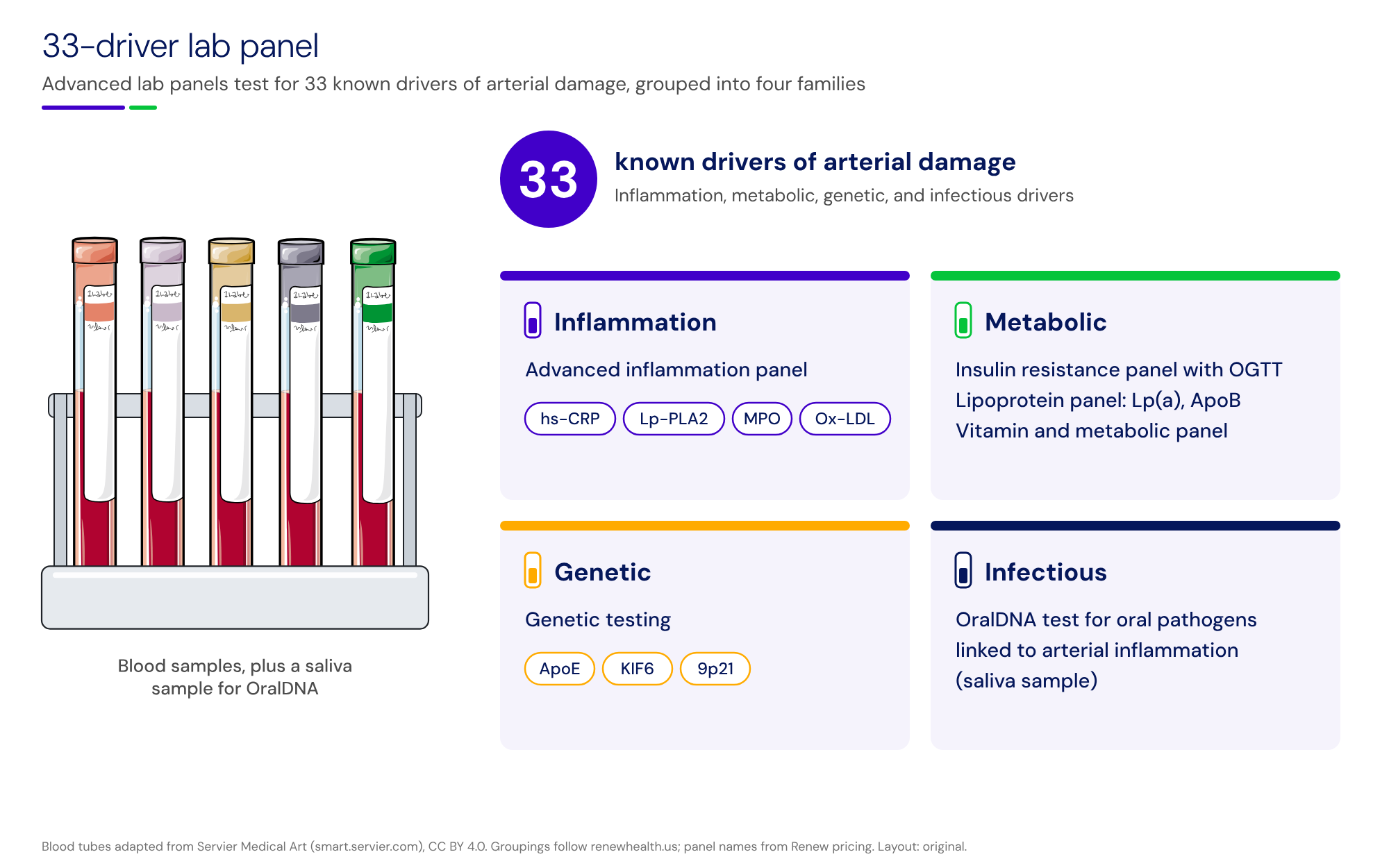 Renew 33-driver lab panel figure. A rack of five blood collection tubes sits beside a purple 33 badge reading known drivers of arterial damage, with four driver groups: inflammation (advanced inflammation panel: hs-CRP, Lp-PLA2, MPO, Ox-LDL), metabolic (insulin resistance panel with OGTT; lipoprotein panel with Lp(a) and ApoB; vitamin and metabolic panel), genetic (ApoE, KIF6, 9p21), and infectious (OralDNA test for oral pathogens, saliva sample).