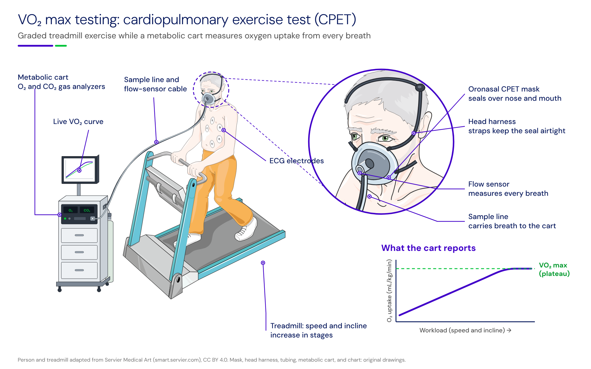 Illustrated VO2 max test (cardiopulmonary exercise test). A man with ECG electrodes on his chest walks on a treadmill wearing an oronasal CPET mask held by a head harness. A flow sensor on the mask and a sample line run to a metabolic cart with O2 and CO2 analyzers and a screen showing the live VO2 curve. A zoomed inset labels the mask, head harness, flow sensor, and sample line. A chart shows oxygen uptake rising with workload until it plateaus at VO2 max.
